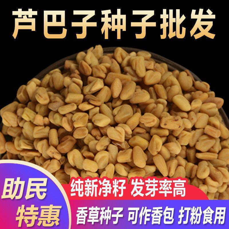 四季易种葫芦巴种子中药材芦巴子种籽香草籽香豆子种子可入药包邮