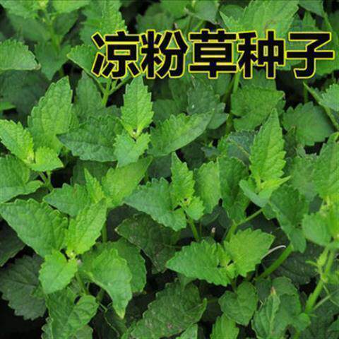 凉粉草种子特菜仙人冻仙草尖萼鱼黄草阳台蔬菜庭院四季播种种籽