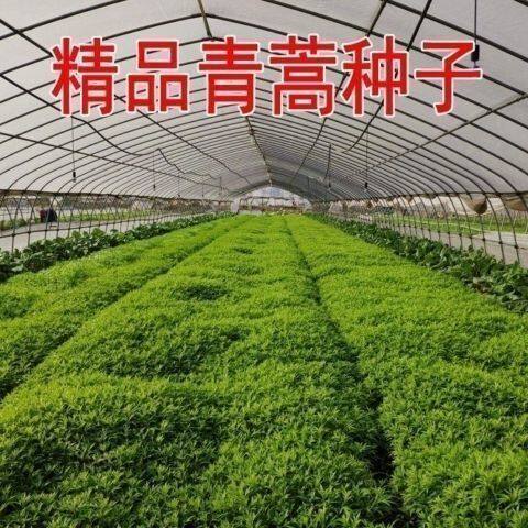 新采青蒿种子 野生青蒿种子 草蒿种子 香蒿种子 苦蒿种子药材包邮