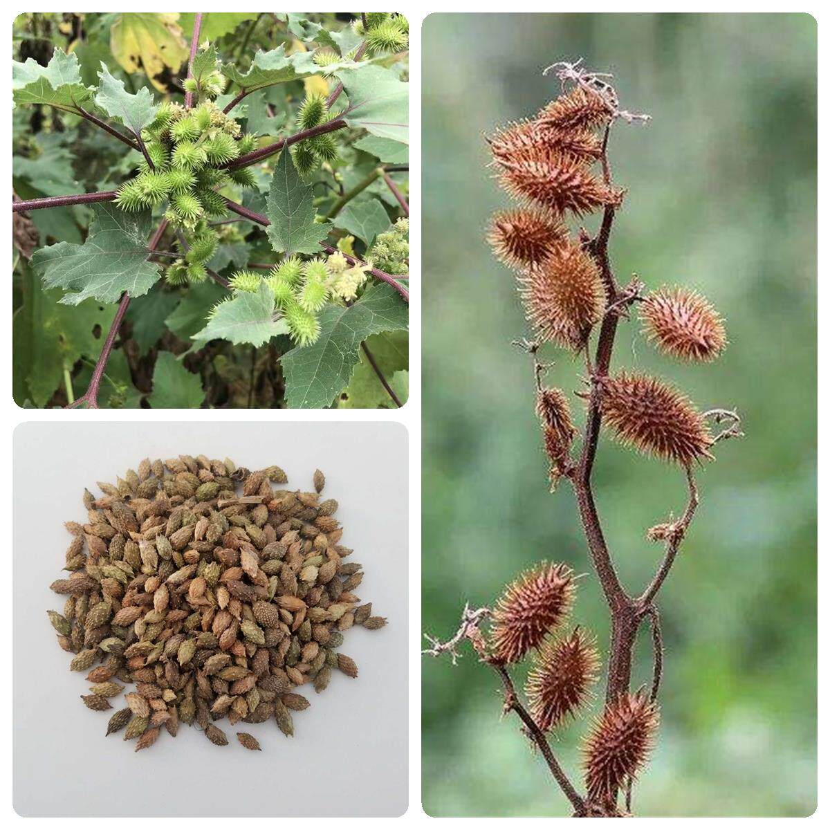 带刺毛苍耳种子苍耳子种籽草种子四季种植庭院耐热耐旱