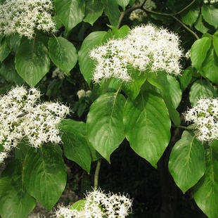 光皮树种子 毛梾 车梁木种子 凉子木 苦檀 灯台树种子林木种籽