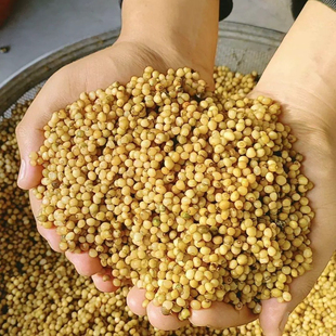 【新种子】正宗鸡头黄精种子老虎姜种子节节高种子黄精已消毒杀菌