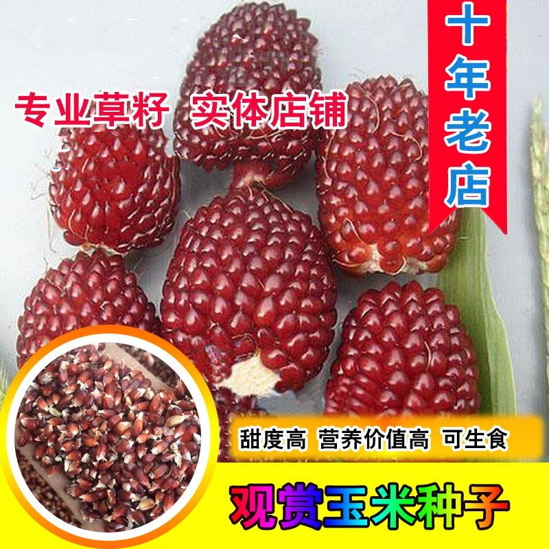 农家自留散装草莓玉米种子水果甜种籽可生食四季盆栽菠萝玉米种孑