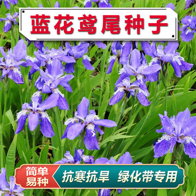 蓝花鸢尾种子黄花鸢尾花扁担花种子蓝蝴蝶扁竹花绿化耐湿耐阴宿根
