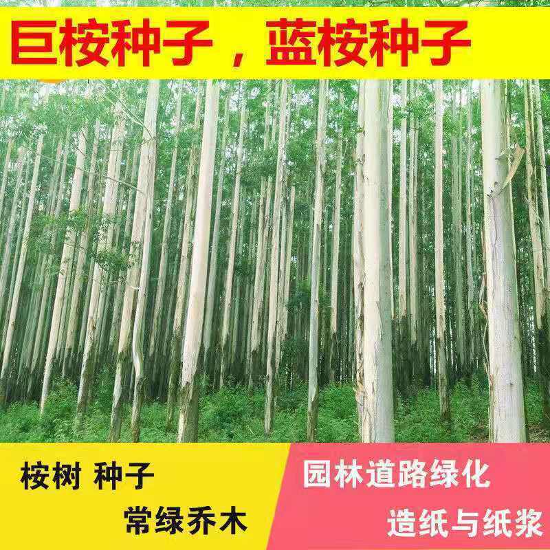 29号桉树种子速生按大小叶桉树美国巨按树种广林9杏仁桉树籽银元