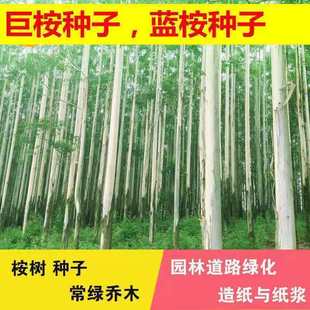 29号桉树种子速生按大小叶桉树美国巨按树种广林9杏仁桉树籽银元