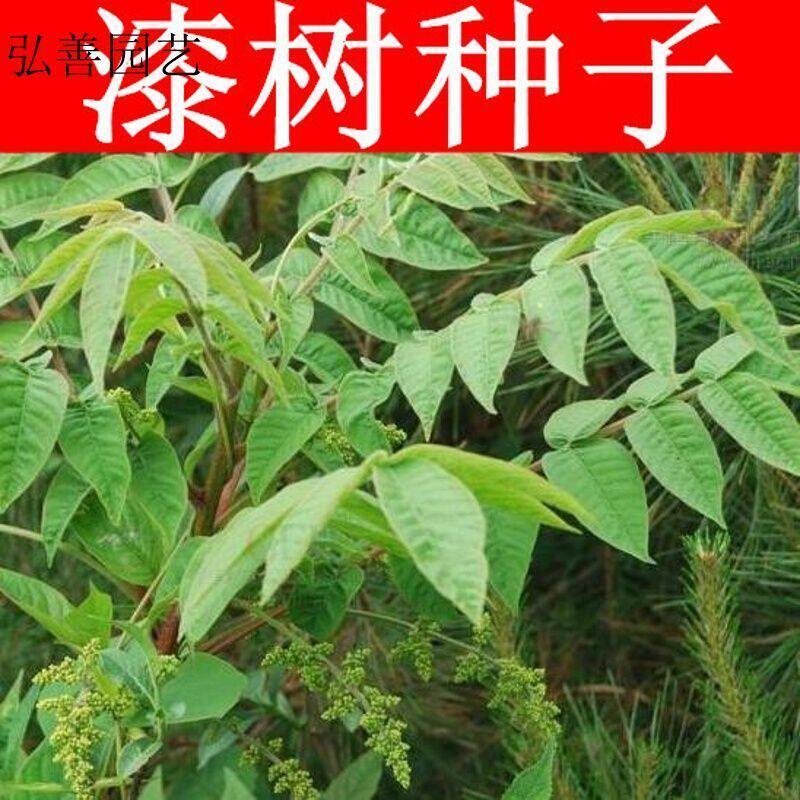 漆树种子 油漆 列加氏金 大小木漆树 山漆 植苜 瞎妮子种子