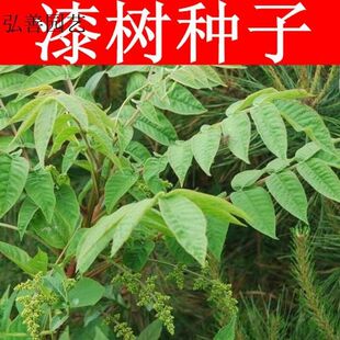 漆树种子 油漆 列加氏金 大小木漆树 山漆 植苜 瞎妮子种子