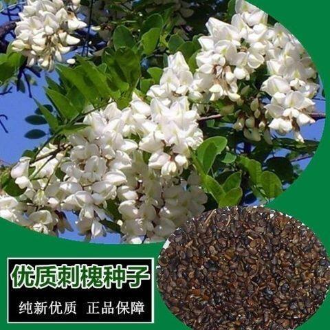 刺槐种子园林绿化树种蜜源饲料防护速生林木种籽洋槐树食用槐花籽