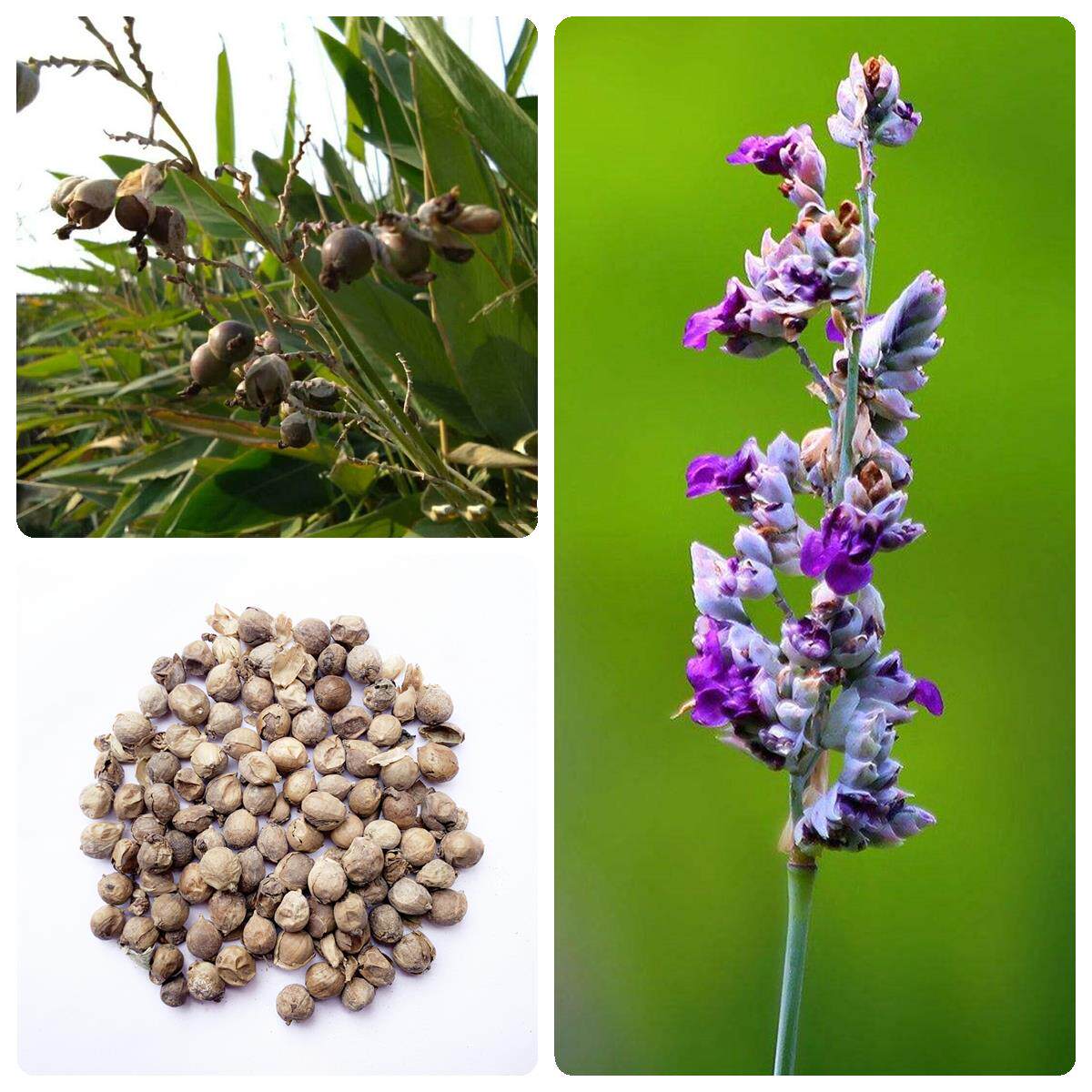 水生植物种子再力花种子池塘绿化湿地植物水竹芋种子水莲蕉塔利亚