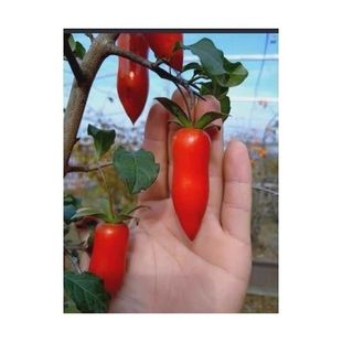 种子金弹子盆景品种观果老鸦嫁接开花挂果耐寒办公桌盆栽种籽