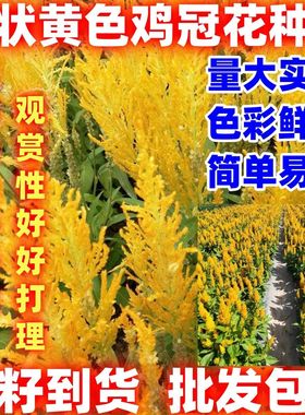 穗状黄色鸡冠花种子春季耐热易活阳台盆栽室外庭院花卉凤尾鸡冠花