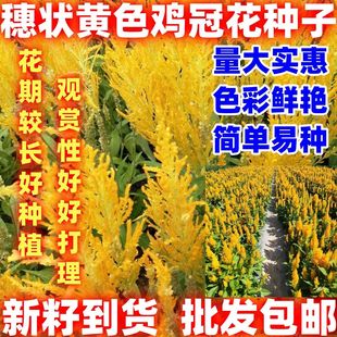 穗状黄色鸡冠花种子春季耐热易活阳台盆栽室外庭院花卉凤尾鸡冠花