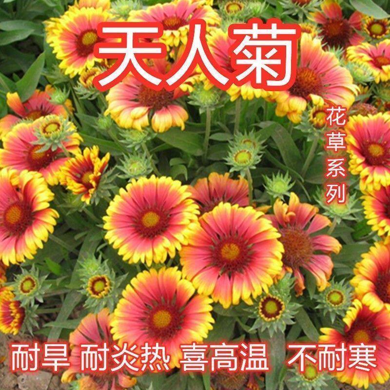 多年生宿根天人菊花卉种子花籽春秋播种庭院阳台盆栽耐寒简单易活