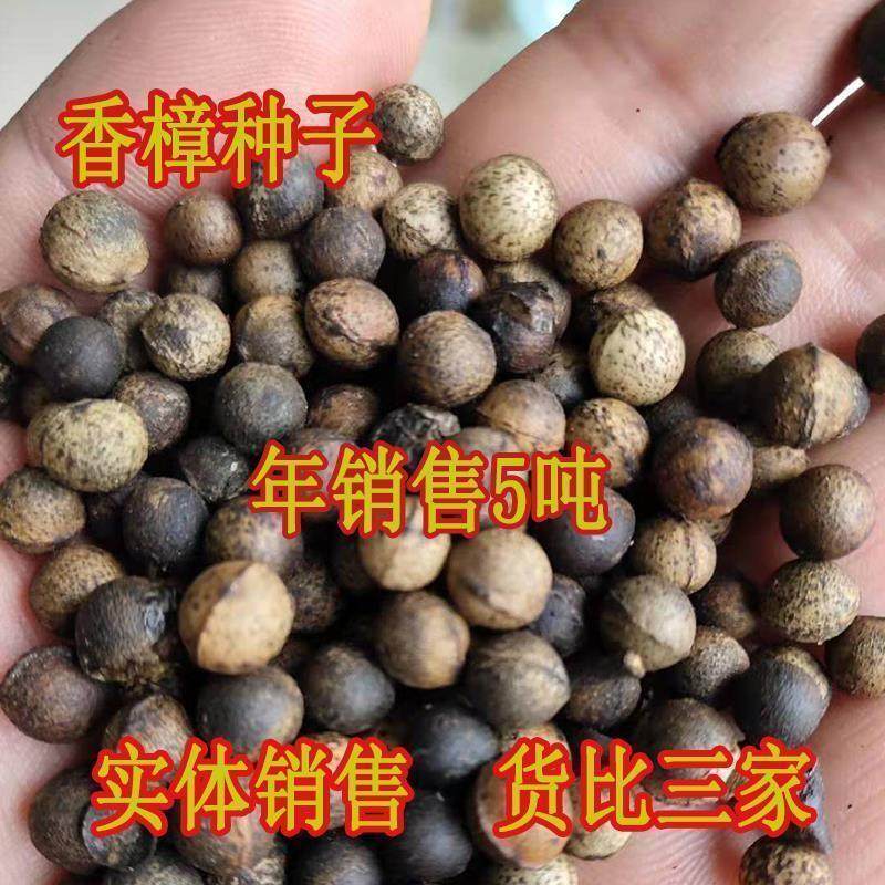 香樟种子 小叶香樟种子 大叶香樟种子樟树籽 油樟 樟油树种子包邮