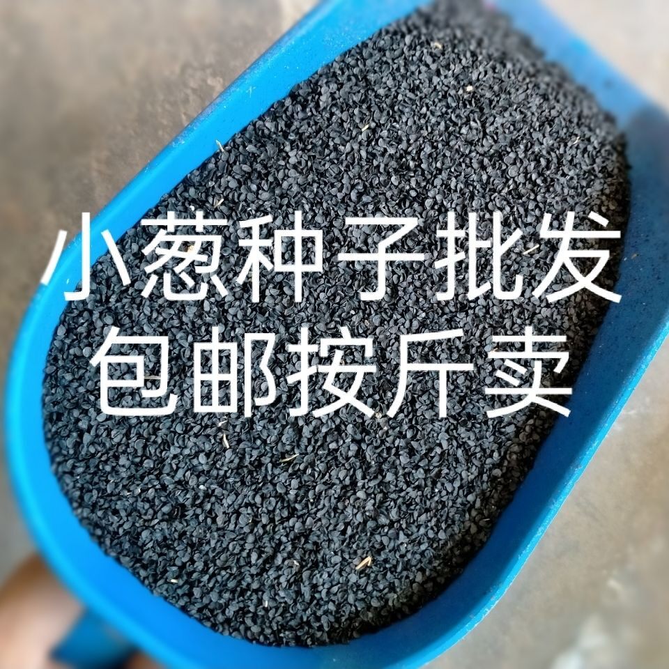 农家自留散装小葱种子四季小葱种子按斤卖四季小香葱种子蔬菜种子