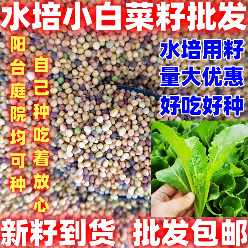 水培小白菜芽苗菜籽四季