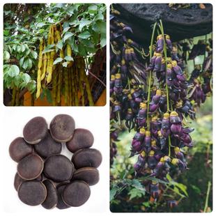 常春油麻藤种子林木攀援种子牛马藤大血藤棉麻藤种常绿油麻藤种籽