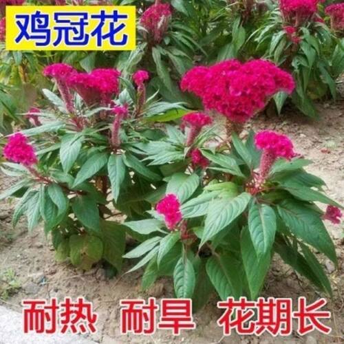 鸡冠花种子中药材花卉种籽种苗抗旱盆栽室外种植扇形花一年生包邮