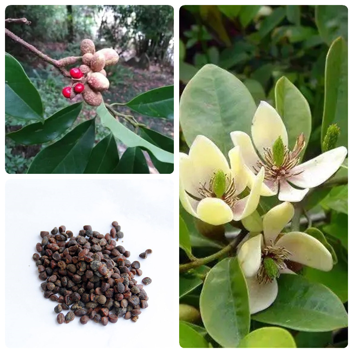 林木种子乐昌含笑种子又名含笑花种子乐昌含笑种子红花含笑树种籽