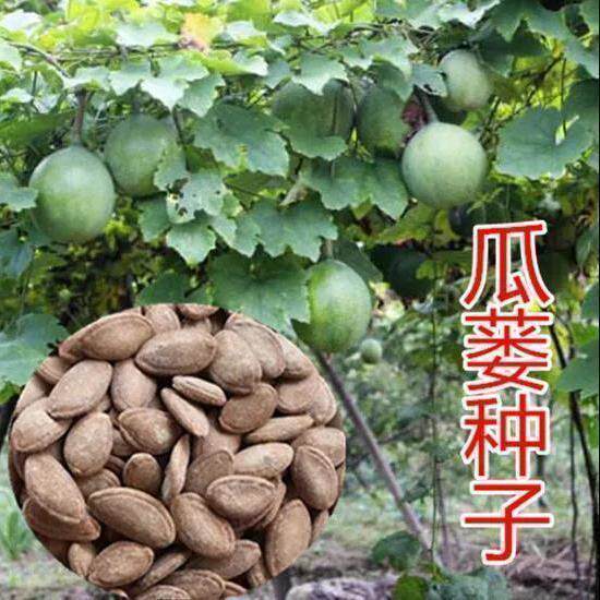 中药材 瓜蒌种子 新货吊瓜栝楼 天花粉种籽 出芽率高 新种籽