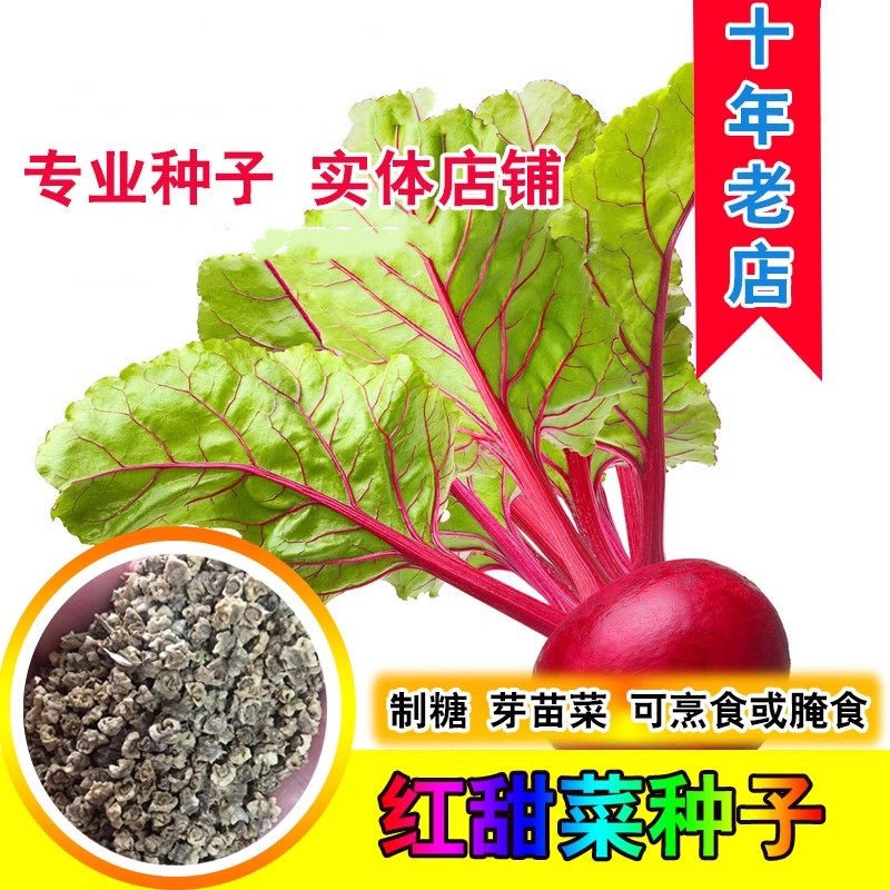 农家自留散装红甜菜根种子田菜根红菜头紫红甜菜头种子四季播种籽