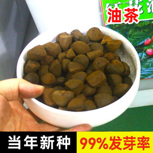 新采红花油茶树种子白花油茶花种子山茶花树耐冬种子高产软枝油茶