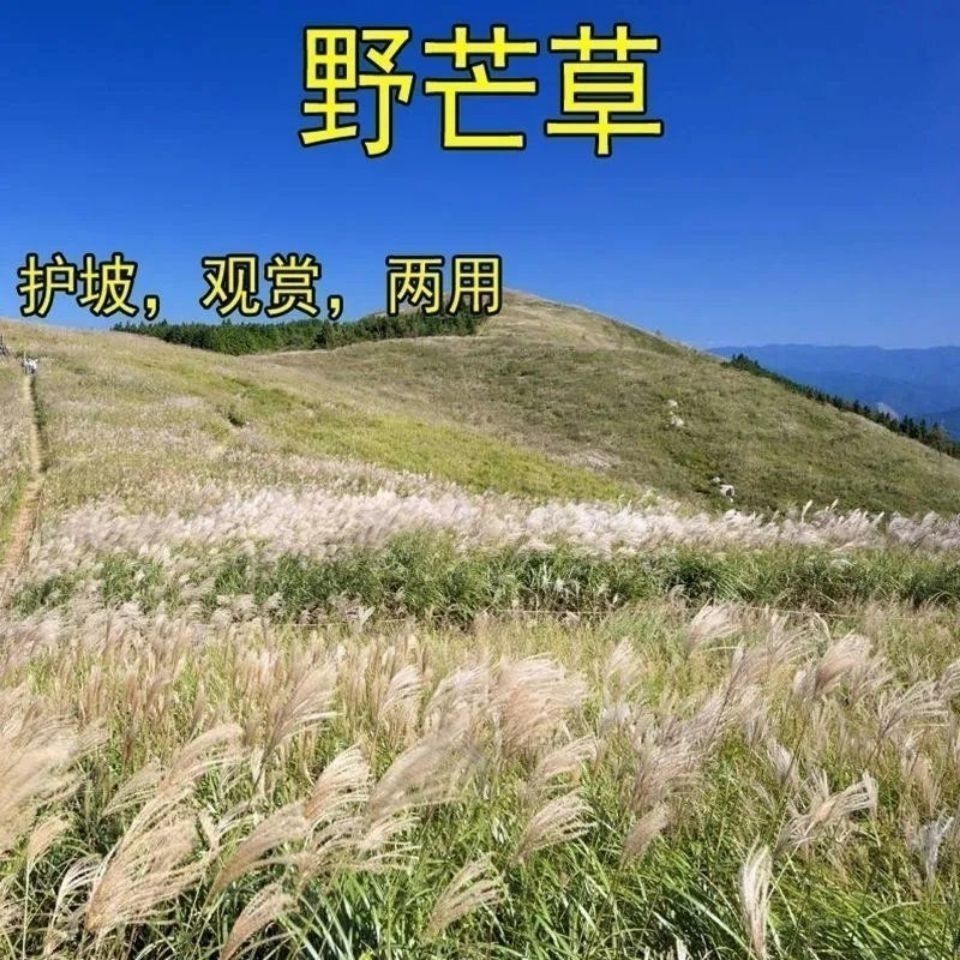 护坡牧草野芒草种子四季种南方北方种植野草植物易种草籽护坡