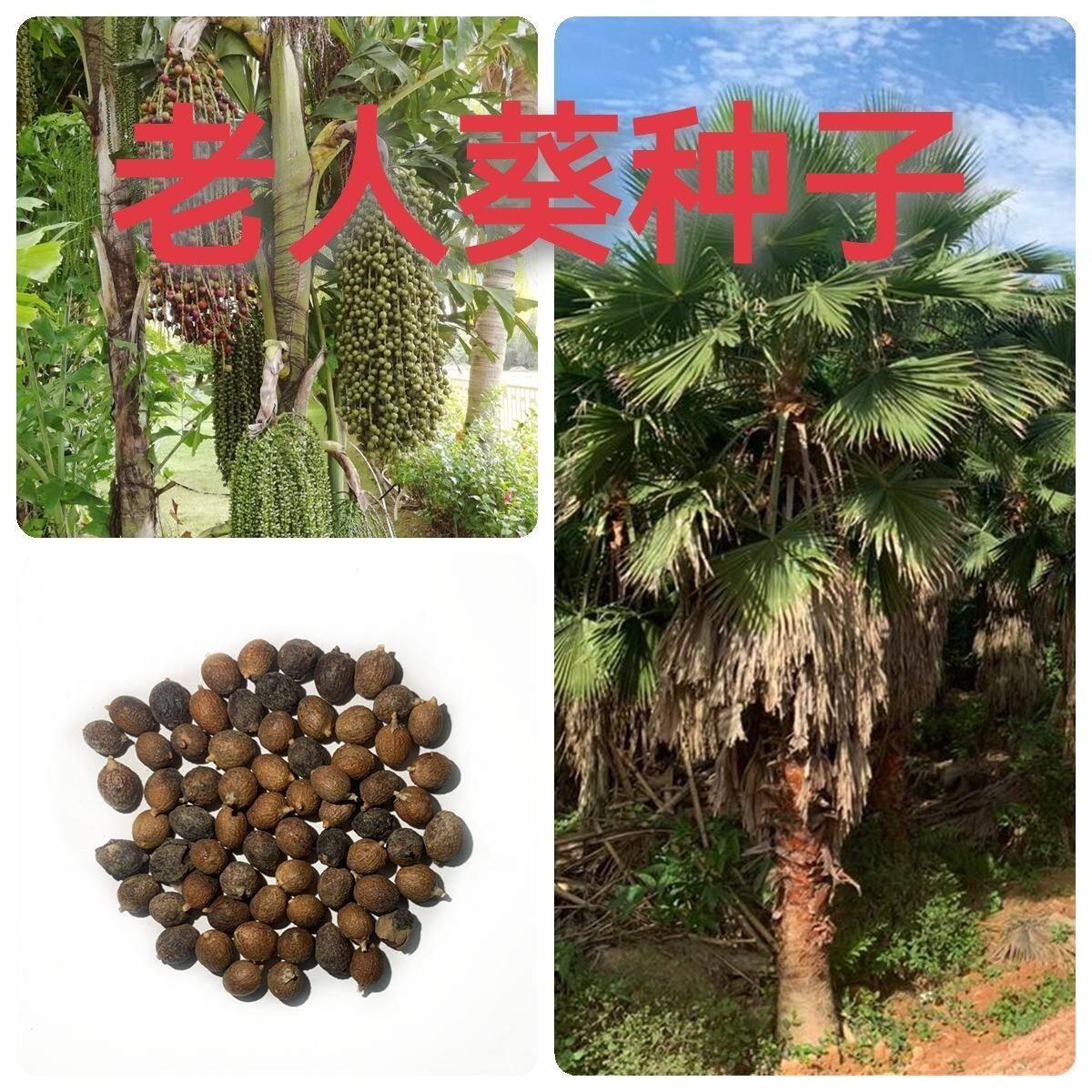 林木种子棕树种子老人葵种子棕榈种子芭蕉伞树种子四季庭院