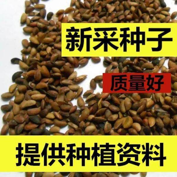 黄柏种子黄檗圆柏檗木黄菠萝绿化行道林木苗木树种子黄柏种子
