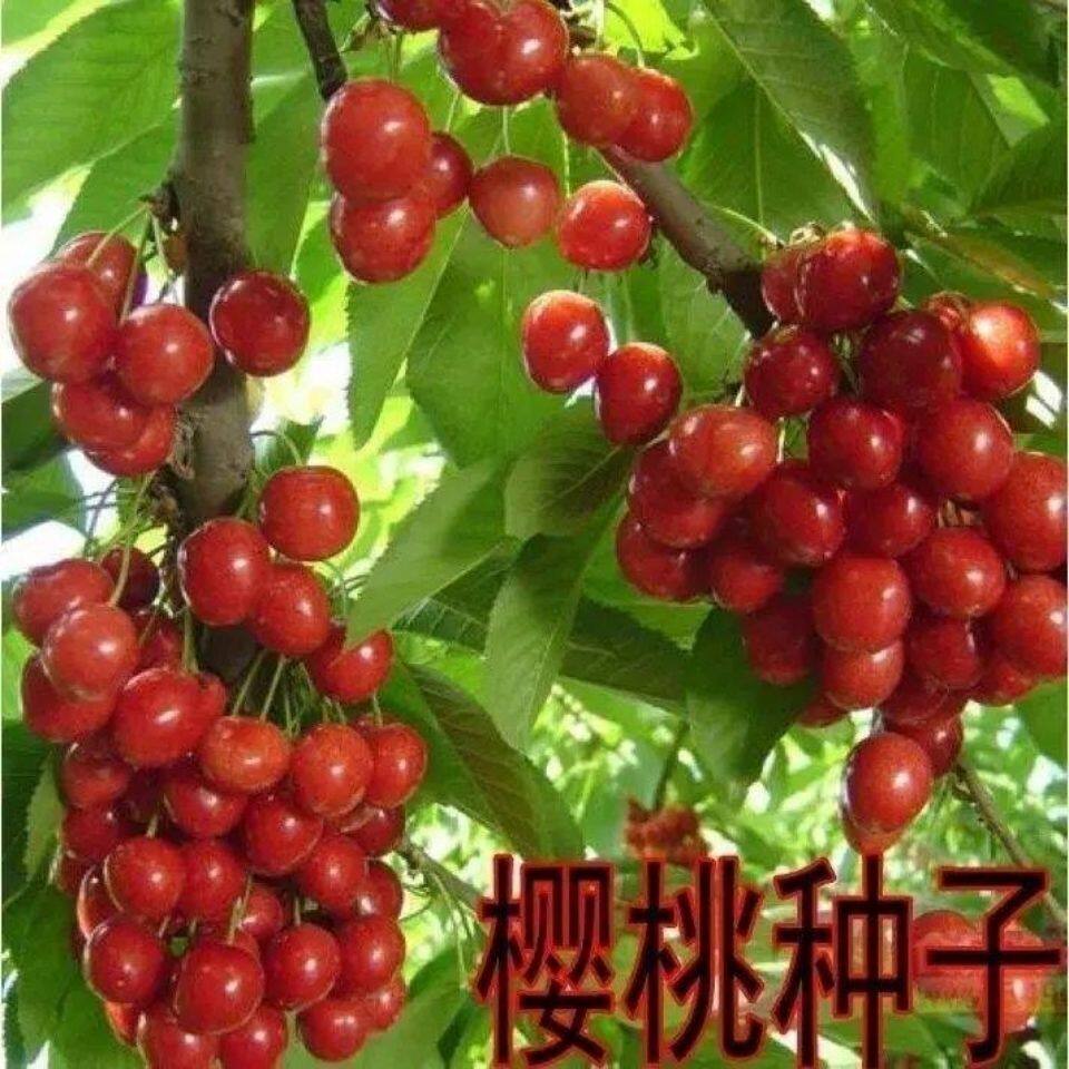 散装樱桃种子山樱桃种子果树种子毛樱桃种子车厘子种子大樱桃包邮