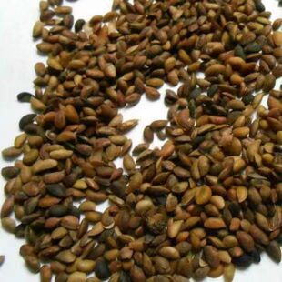 西南黄柏种子中药材新采川黄柏刺黄柏中草药关黄柏树种籽