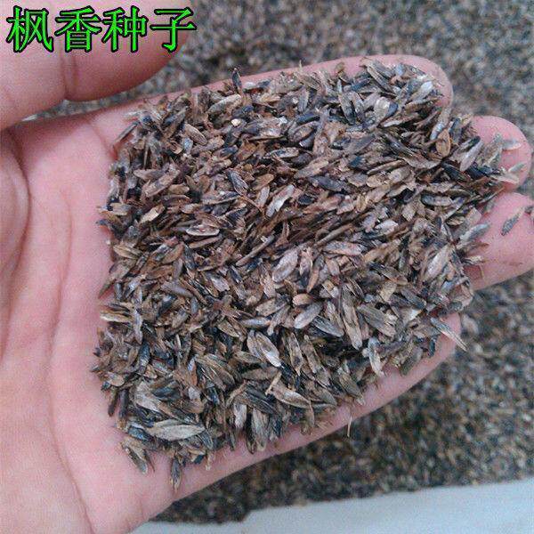 枫香种子 枫香树种子 绿化苗木林木苗木 风景树阳台花卉种籽