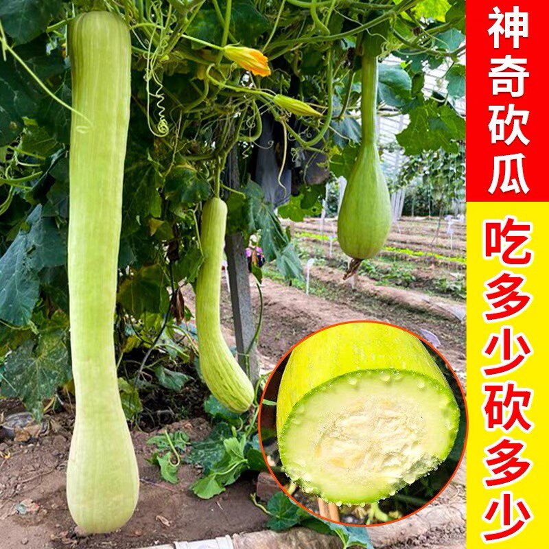 神奇砍瓜种子种籽孑苗吊瓜特大秧苗春季四季巨型坎瓜菜瓜蔬菜苗