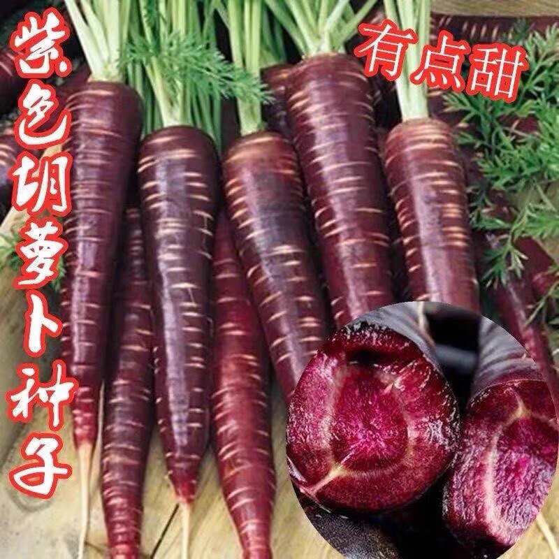 阳台盆栽紫色胡罗卜水果蔬菜种籽图片