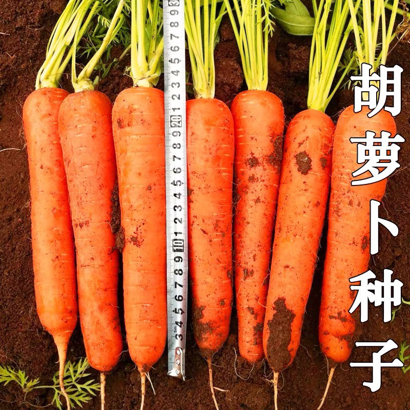 老品种胡萝卜种子七寸参种籽大全四季种植简单阳台盆栽