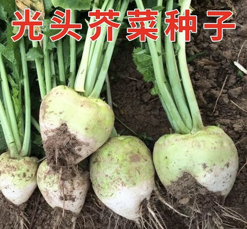 种植简单芥菜辣疙瘩种子老品种