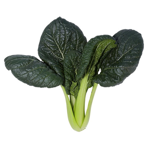 耐寒越冬好吃黑麻叶苔菜种子