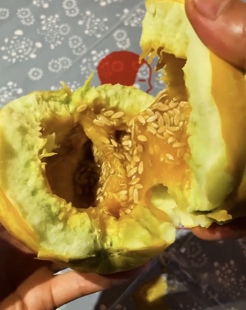 黄皮面瓜种子个头大香味浓面甜可口种植简单