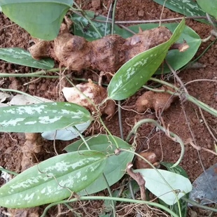 湖南正宗野生土茯苓纯天然现挖现发百肉土茯苓冷饭团禹余粮仙遗粮