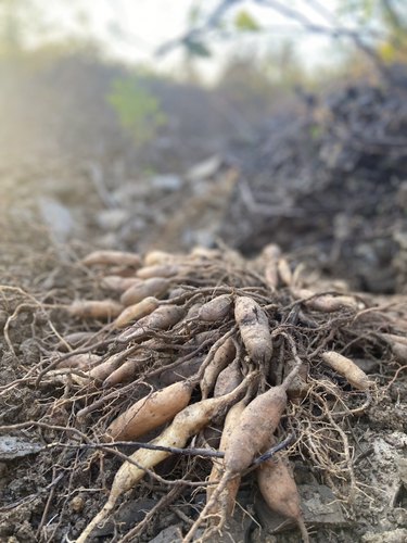 天门冬新鲜半野生天冬中药材冬草泡酒湖南现挖天然三百棒500g包邮