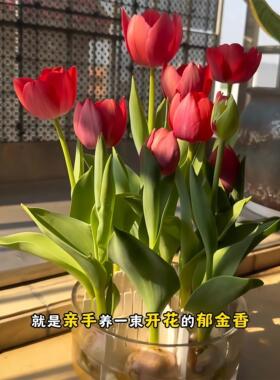 水培郁金香种苗DIY材料包