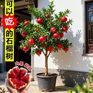 石榴树树苗大红袍紫玉大甜果嫁接苗老桩盆栽四季庭院南北方种植
