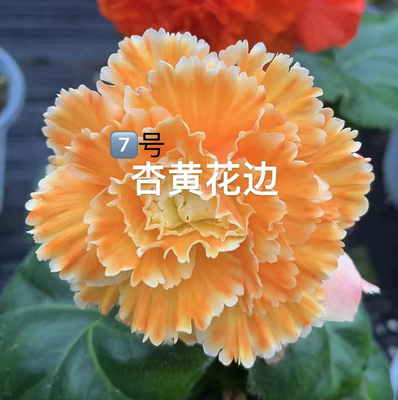 杏黄花边大花型