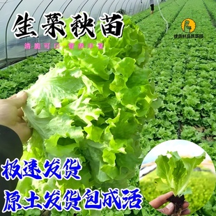 四季生菜秧苗秋冬季耐寒奶油生菜盆栽地栽阳台庭院种植蔬菜苗南方