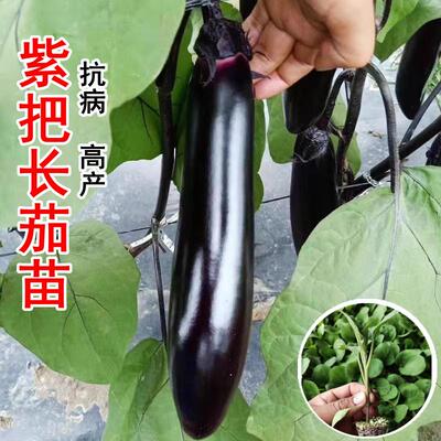 紫把长茄子苗秧苗四季紫长茄苗老品种茄种子苗春秋阳台盆栽蔬菜苗