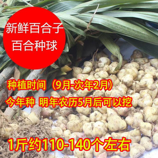 新鲜食用百合种子种球花种苗 非野生香水百合 新鲜食用百合种子