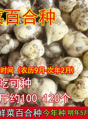 新鲜食用百合种子种球花菜百合种苗非野生香水百合新鲜食用百合