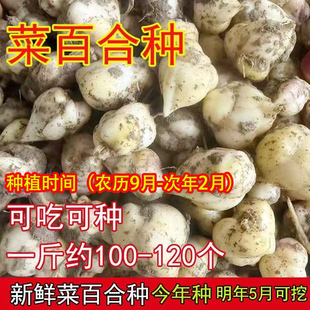 新鲜食用百合种子种球花菜百合种苗非野生香水百合新鲜食用百合