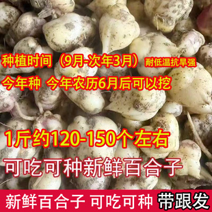 新鲜食用百合种子种球花菜百合种苗非野生香水百合新鲜食用百合